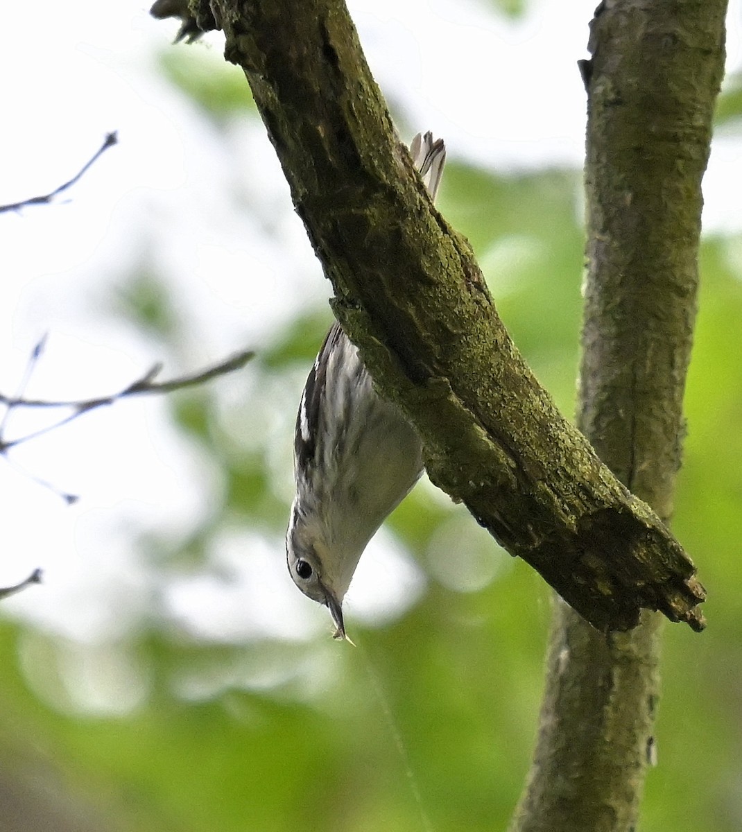 Black-and-white Warbler - ML619513775