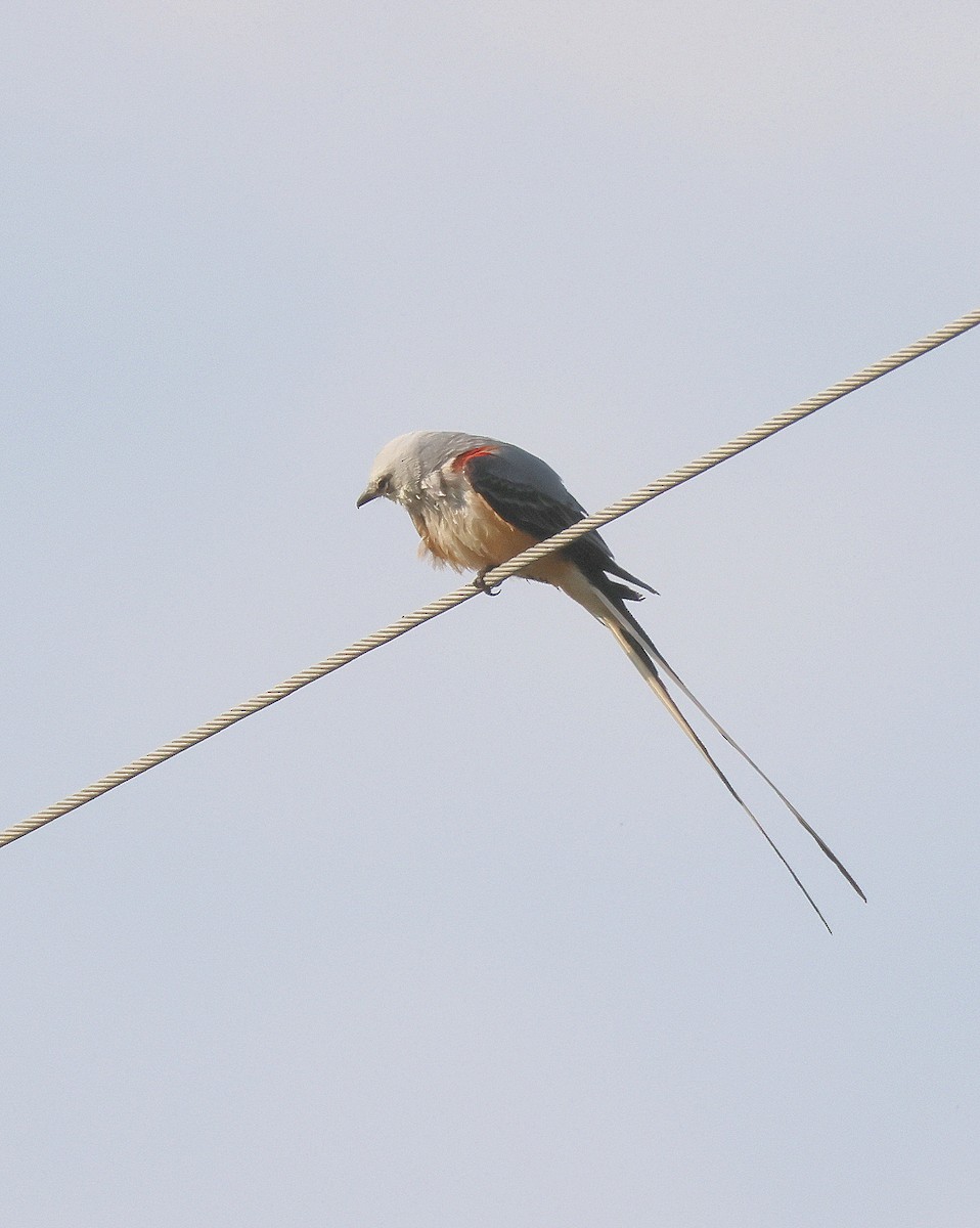 Scissor-tailed Flycatcher - ML619513804