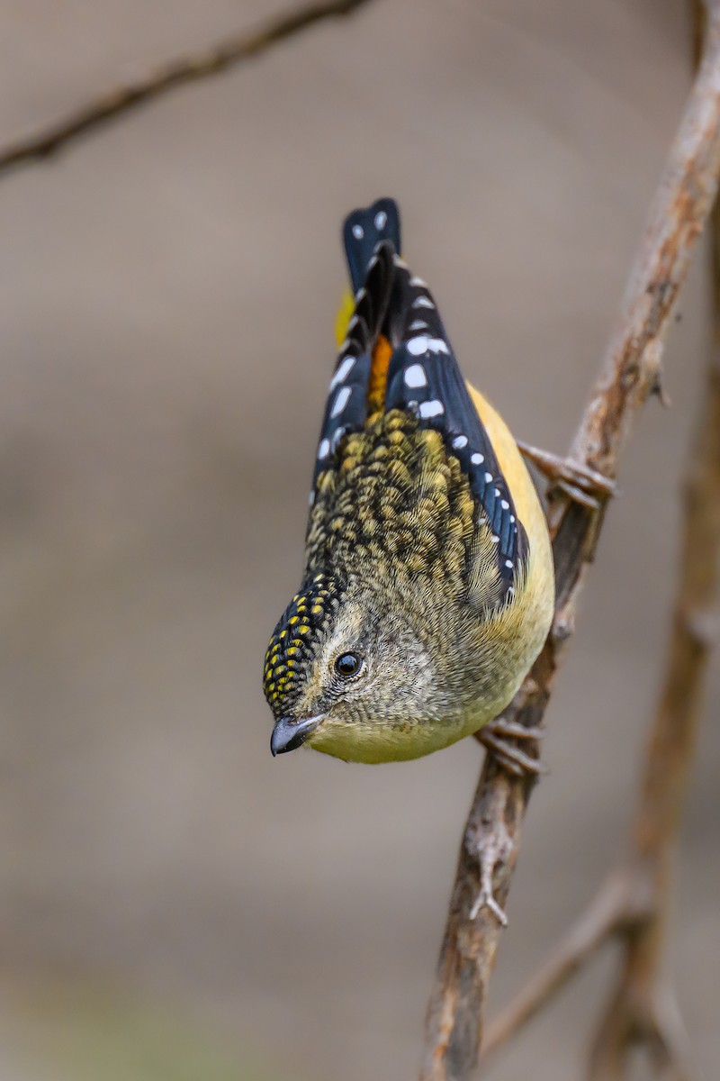 Spotted Pardalote (Spotted) - ML619513826