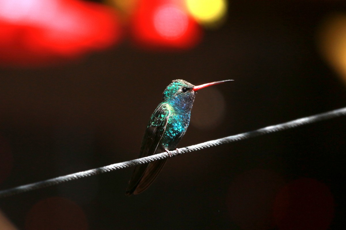 kolibřík širokozobý - ML619513833