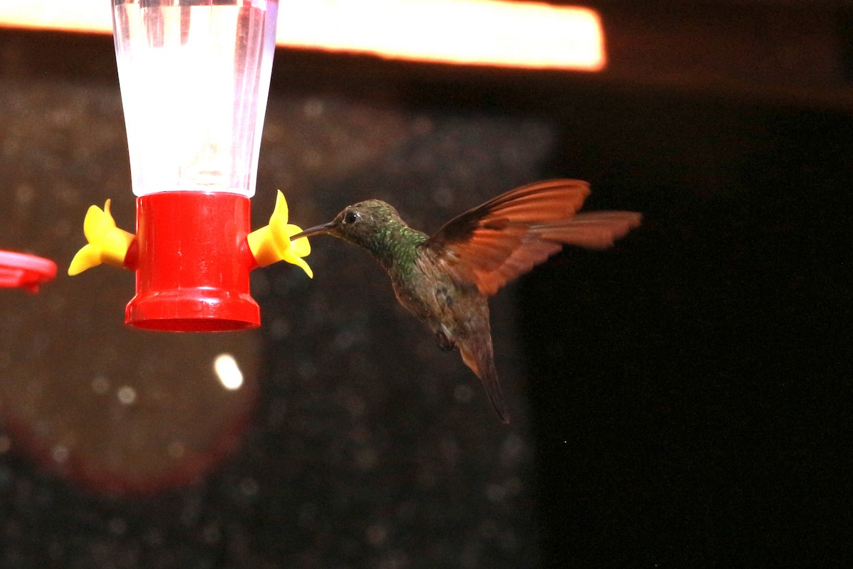 kolibřík mexický - ML619513854