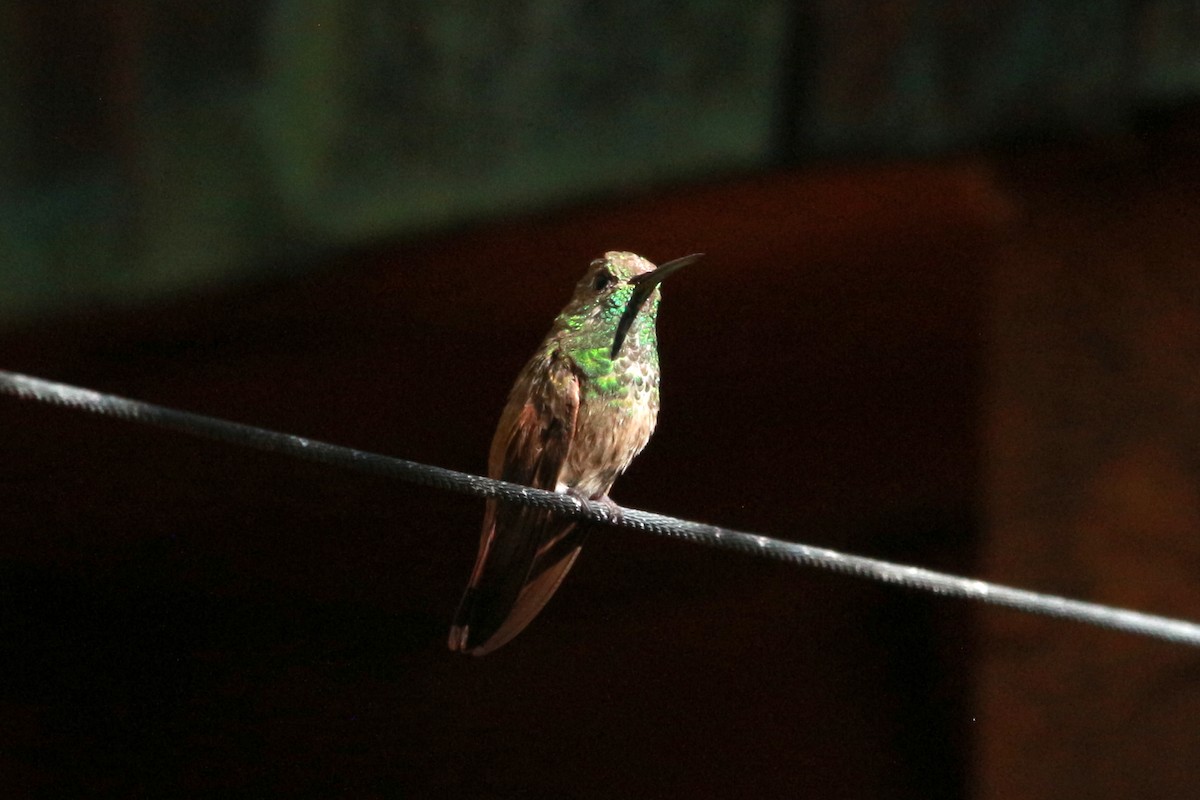 kolibřík mexický - ML619513857
