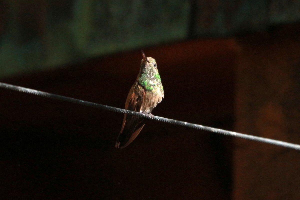 kolibřík mexický - ML619513864