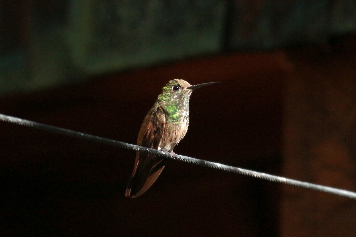 kolibřík mexický - ML619513868