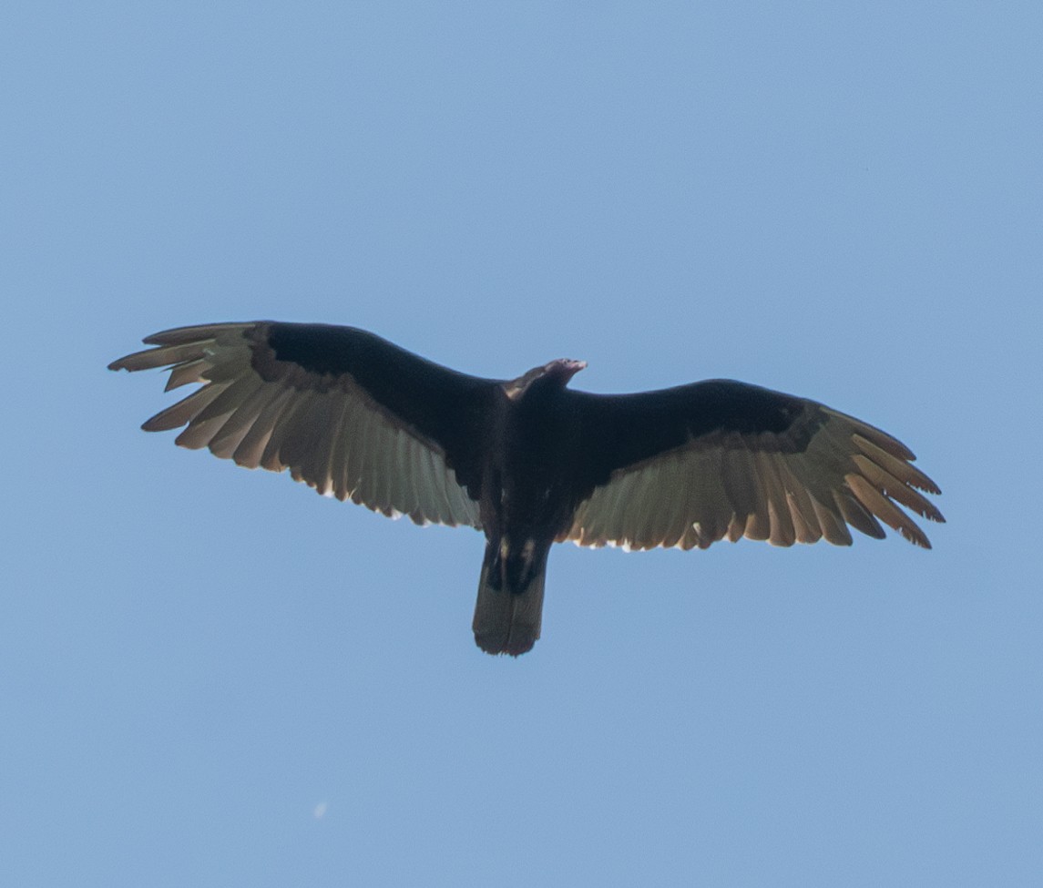 Turkey Vulture - ML619513901