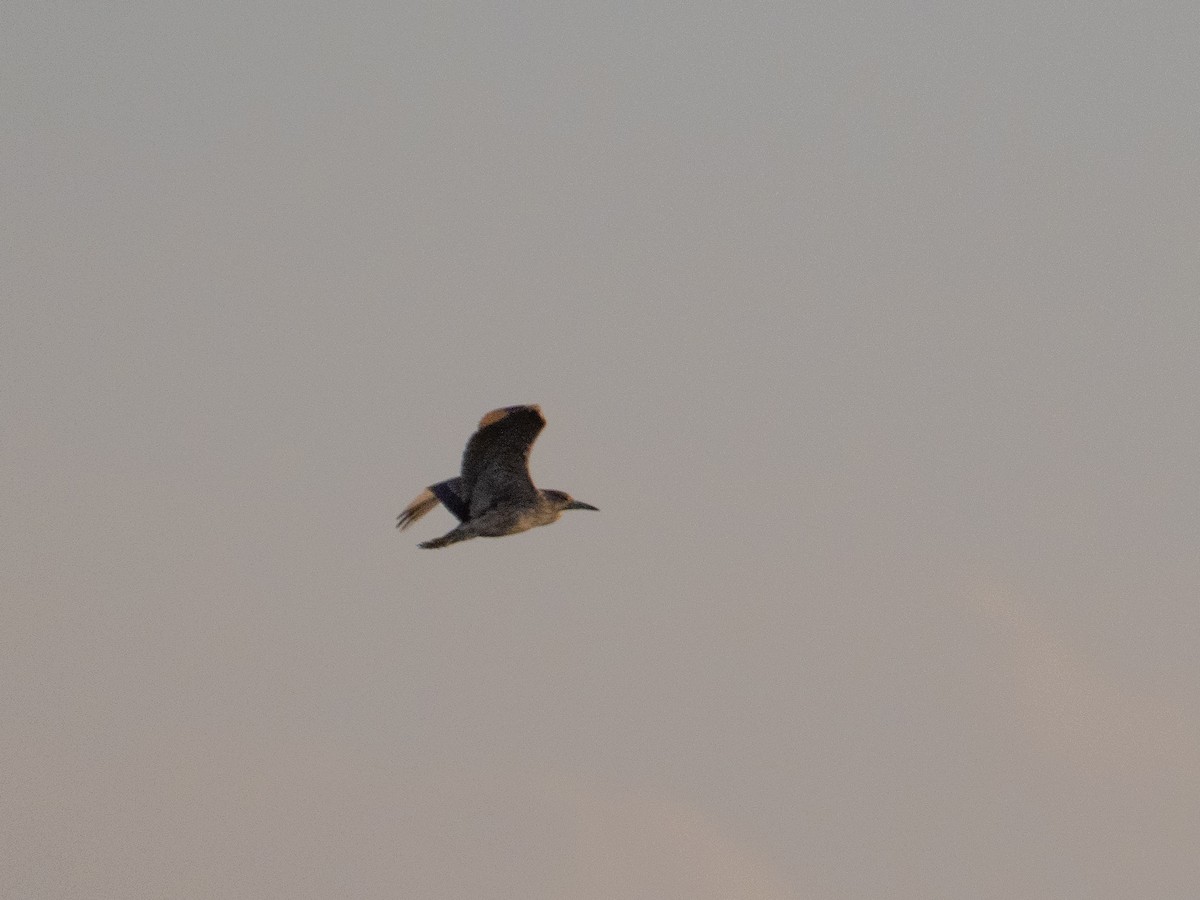 Black-crowned Night Heron - ML619513957