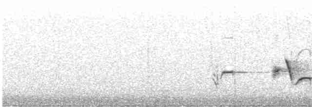 revespurv (megarhyncha gr.) (tykknebbrevespurv) - ML619513963