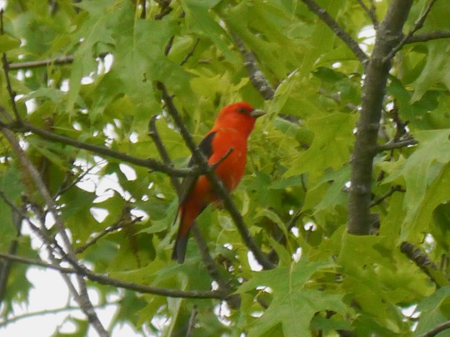 Scarlet Tanager - ML619513988