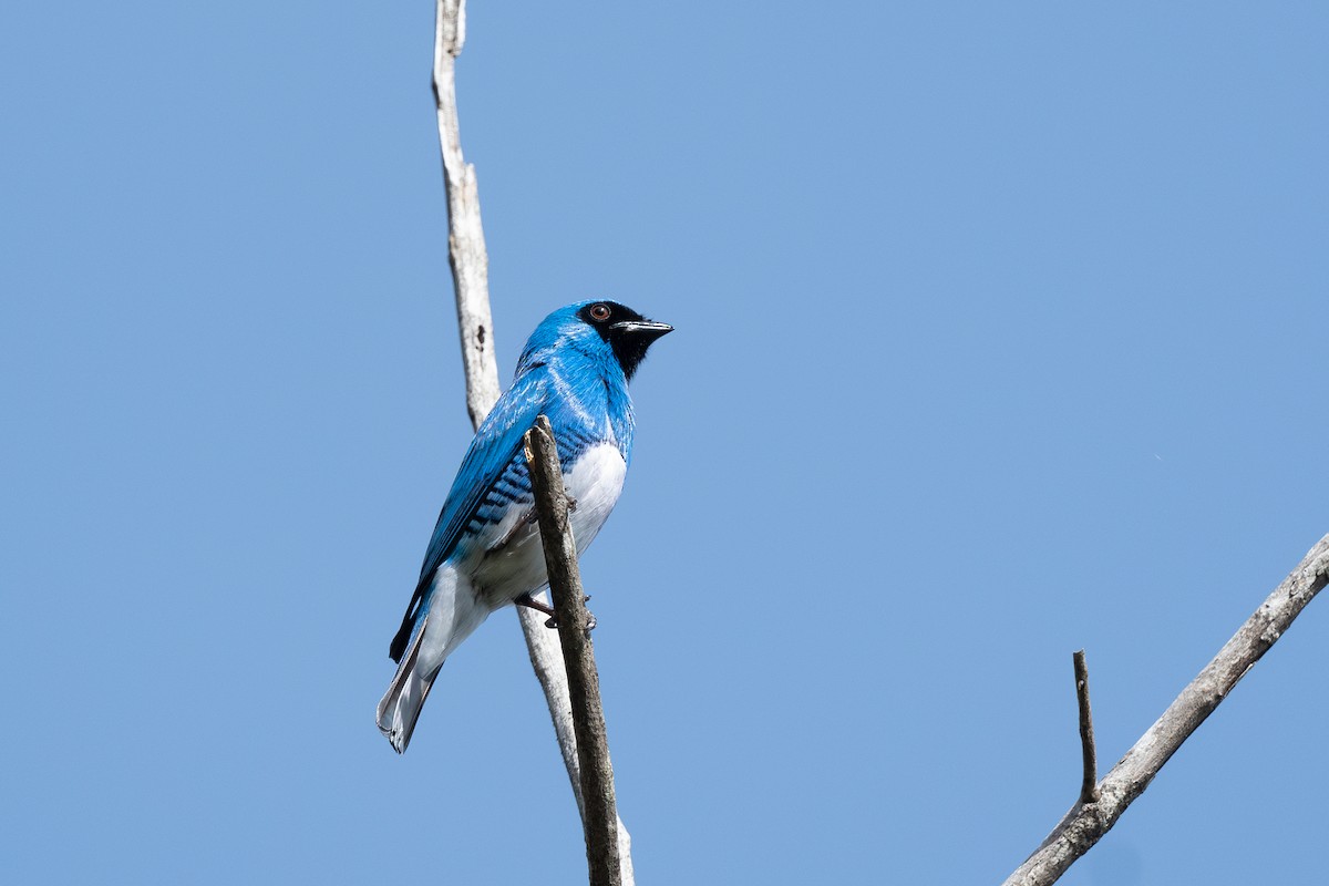 Swallow Tanager - ML619513998