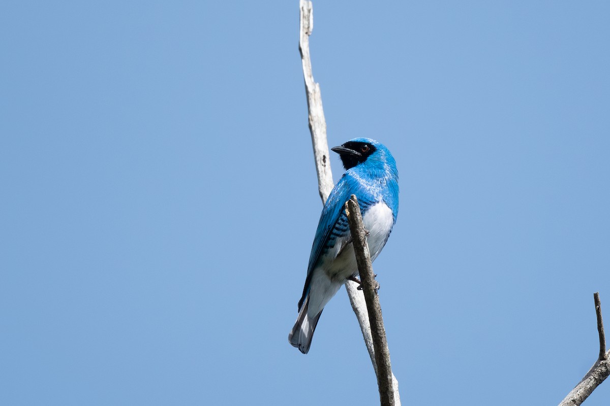 Swallow Tanager - ML619513999