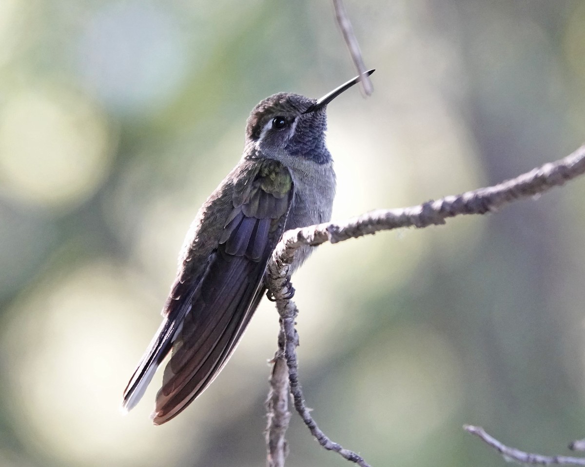 kolibřík blankytohrdlý - ML619514014