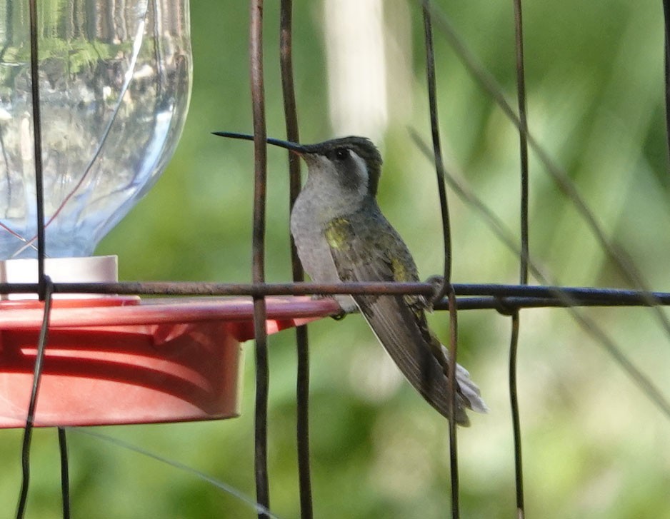 kolibřík blankytohrdlý - ML619514016
