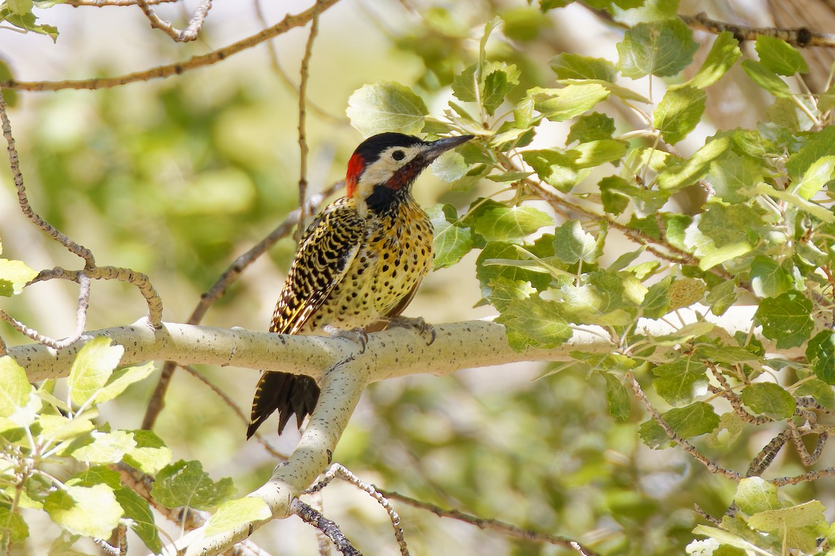 Green-barred Woodpecker - ML619514038