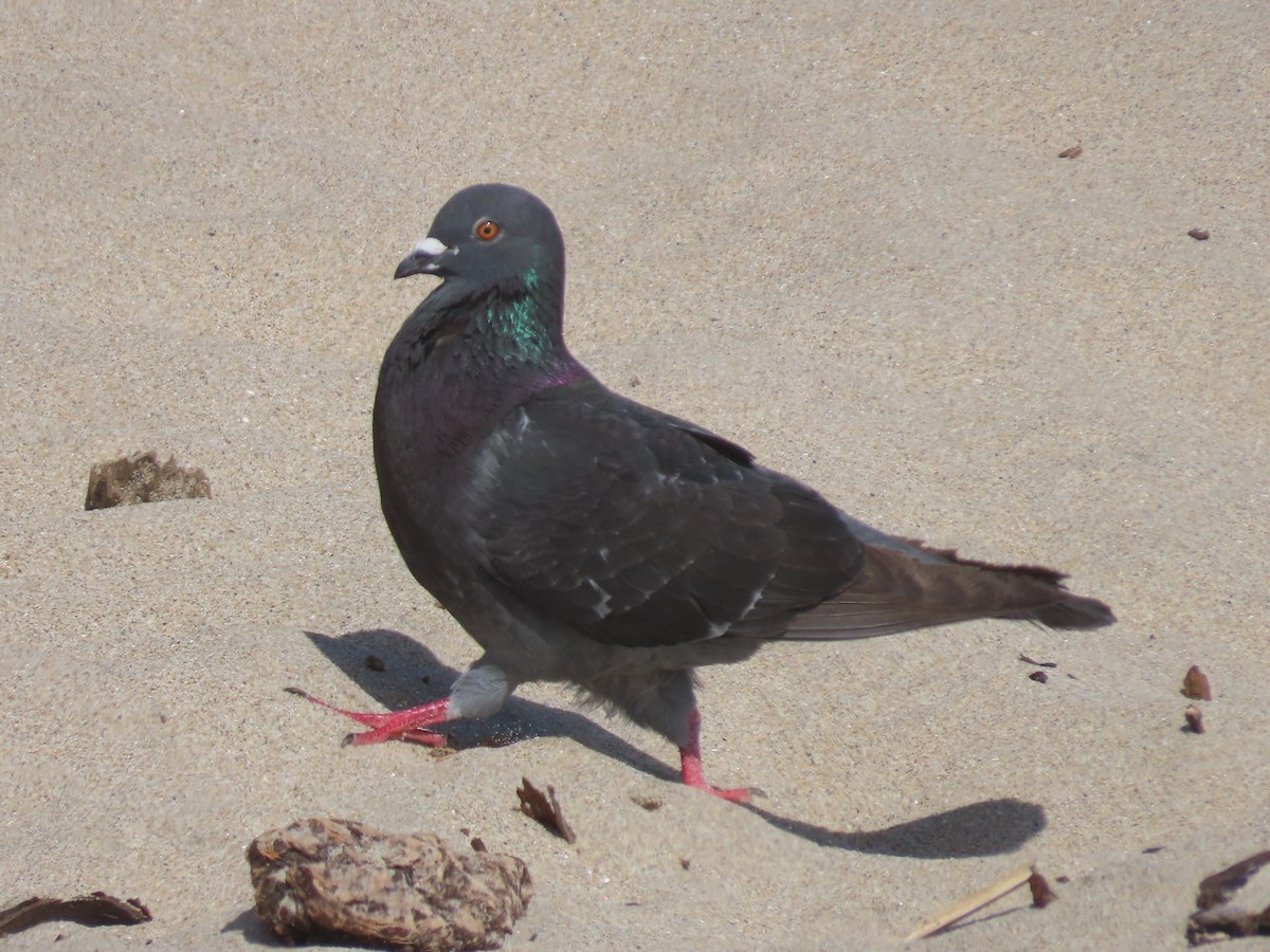 Rock Pigeon (Feral Pigeon) - ML619514045