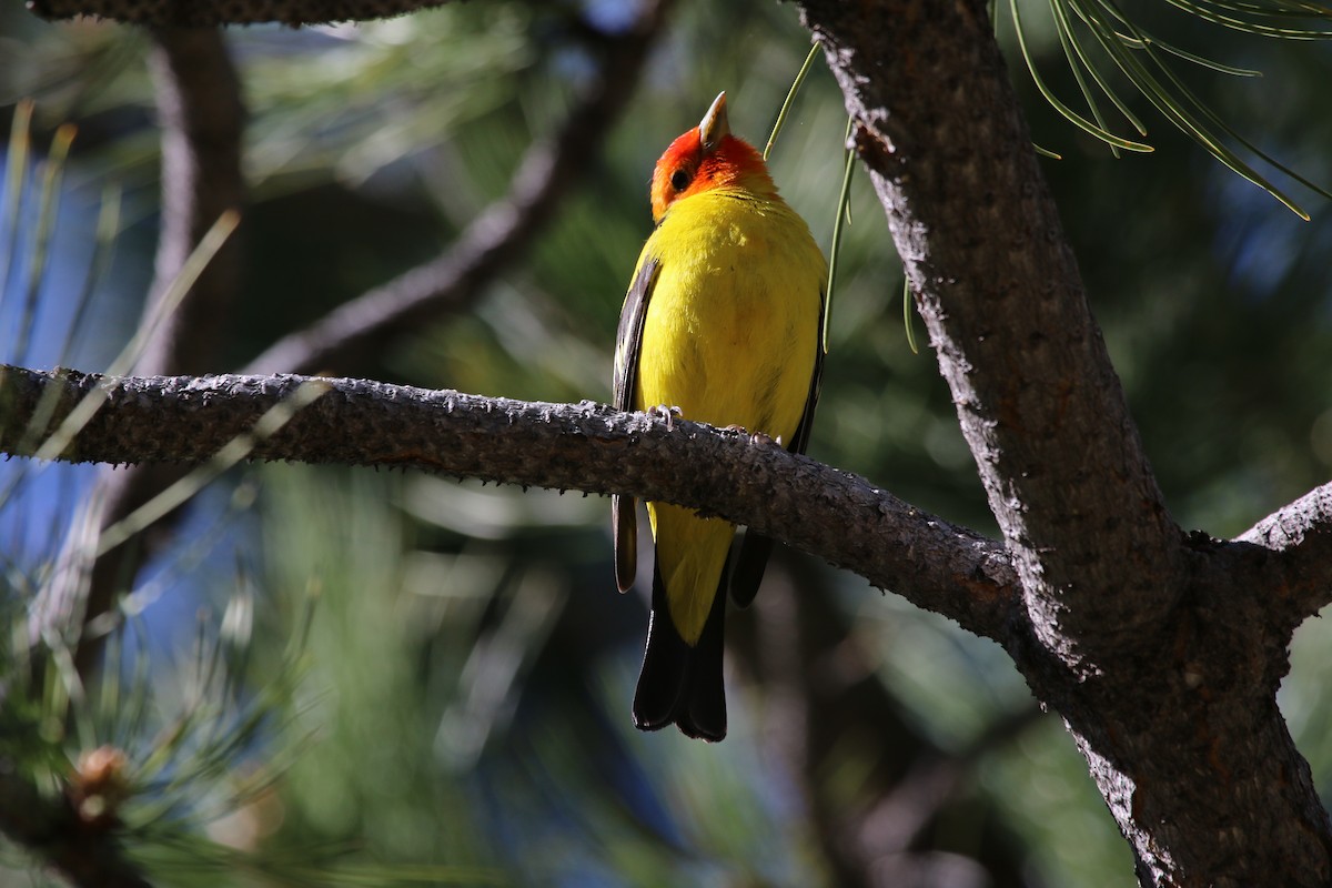 Western Tanager - ML619514055