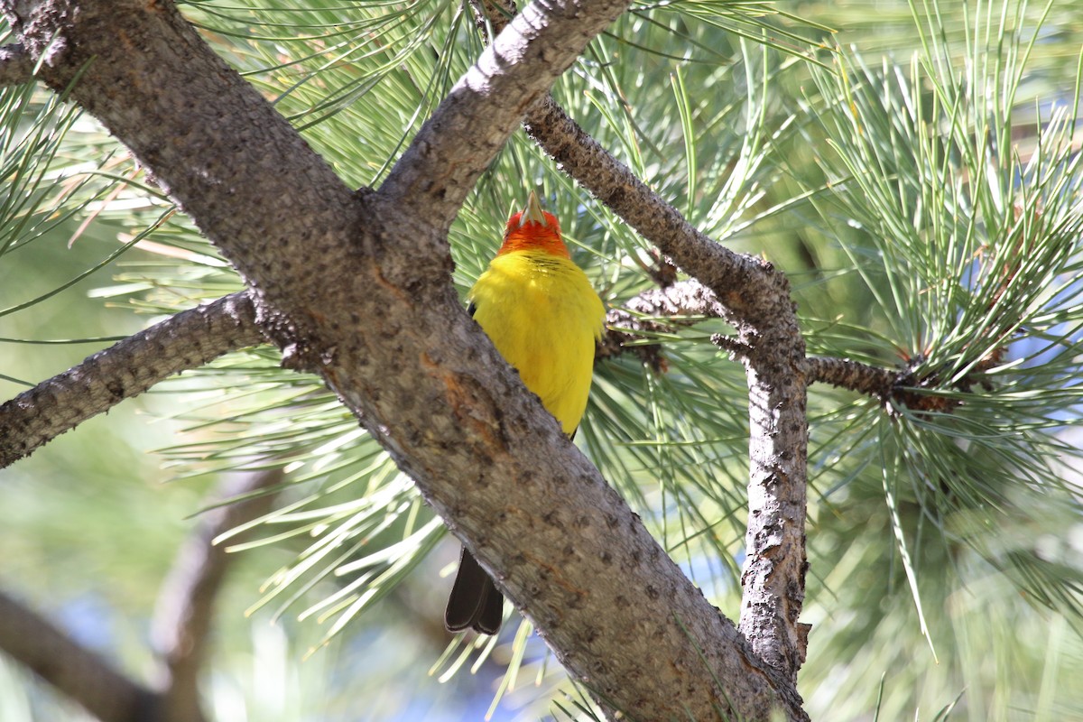 Western Tanager - ML619514057