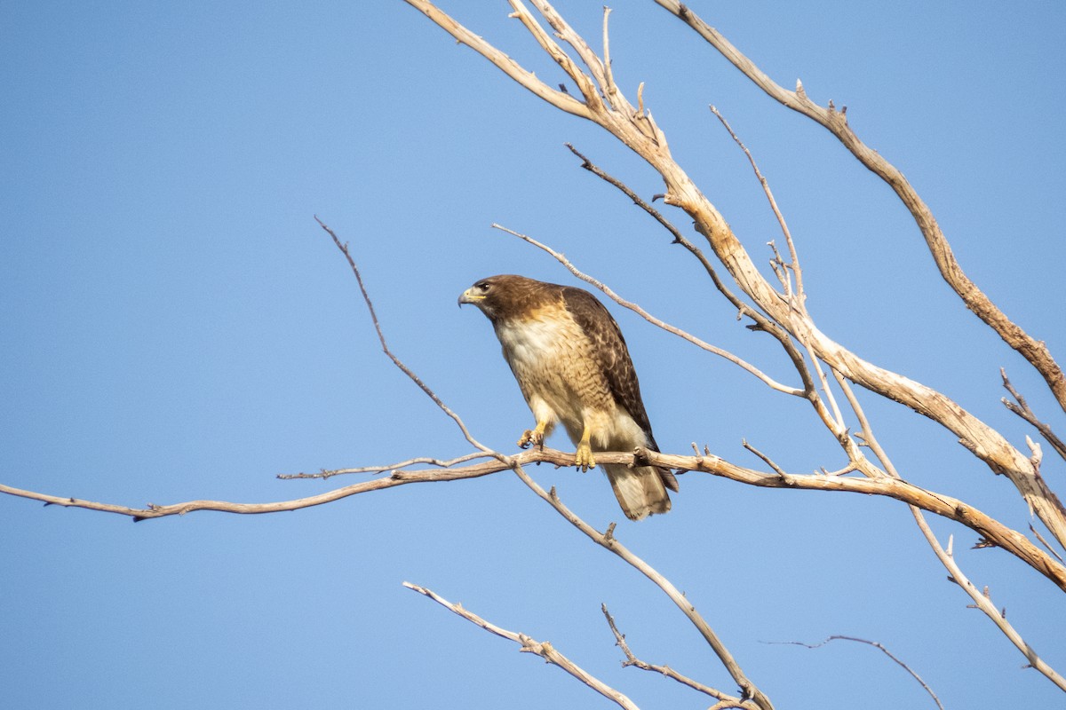 Red-tailed Hawk - ML619514066