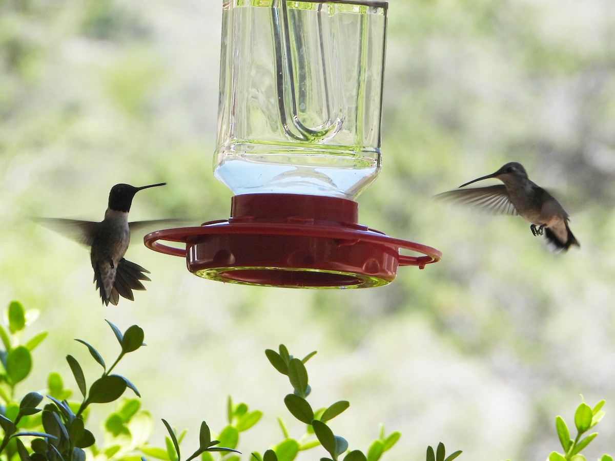 Black-chinned Hummingbird - ML619514073