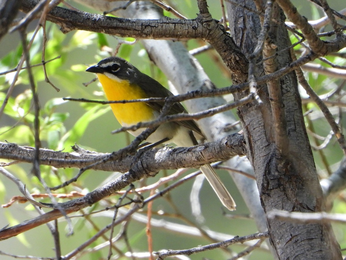 Yellow-breasted Chat - ML619514110