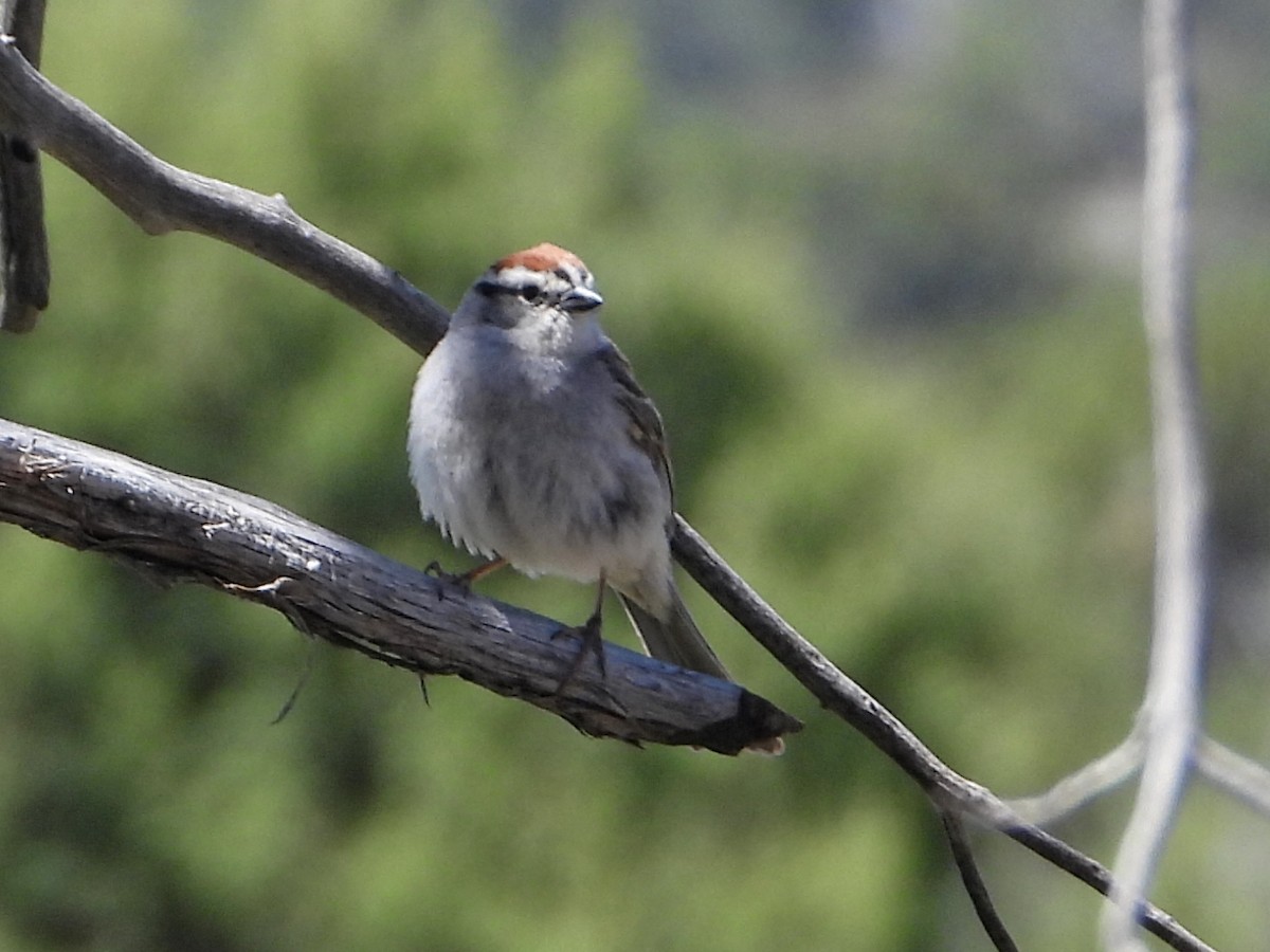 Chipping Sparrow - ML619514140