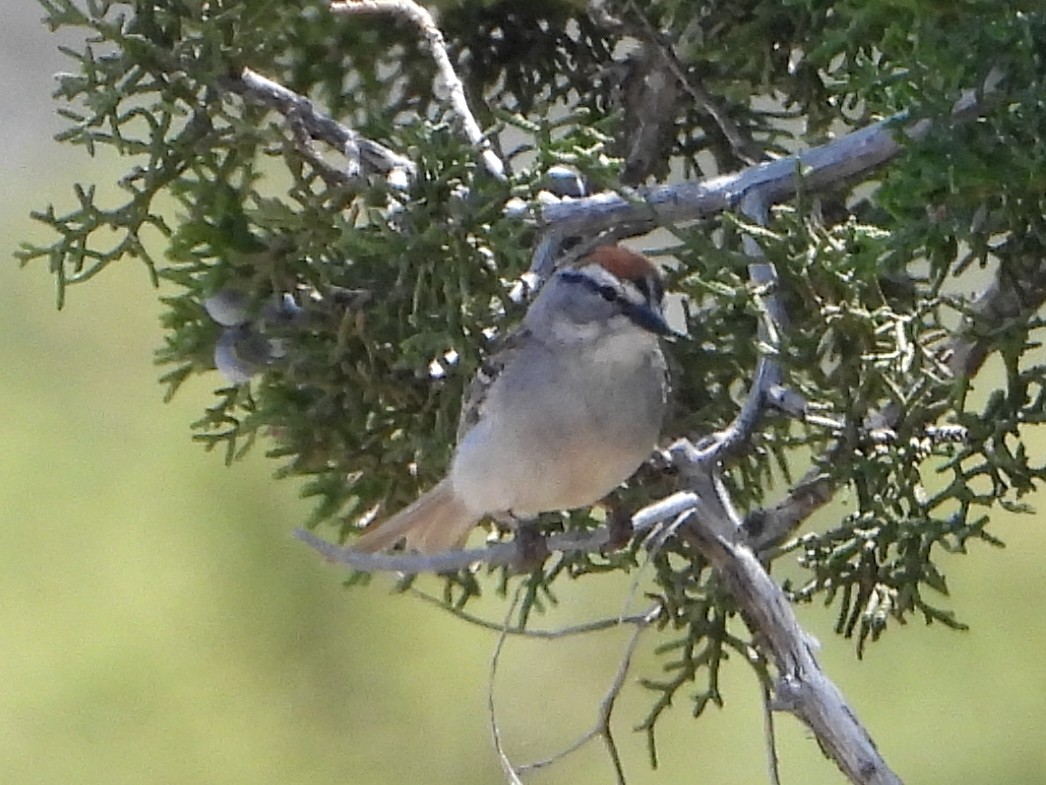 Chipping Sparrow - ML619514149