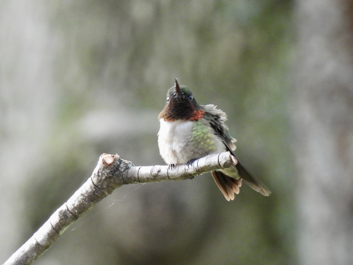 Ruby-throated Hummingbird - ML619514178