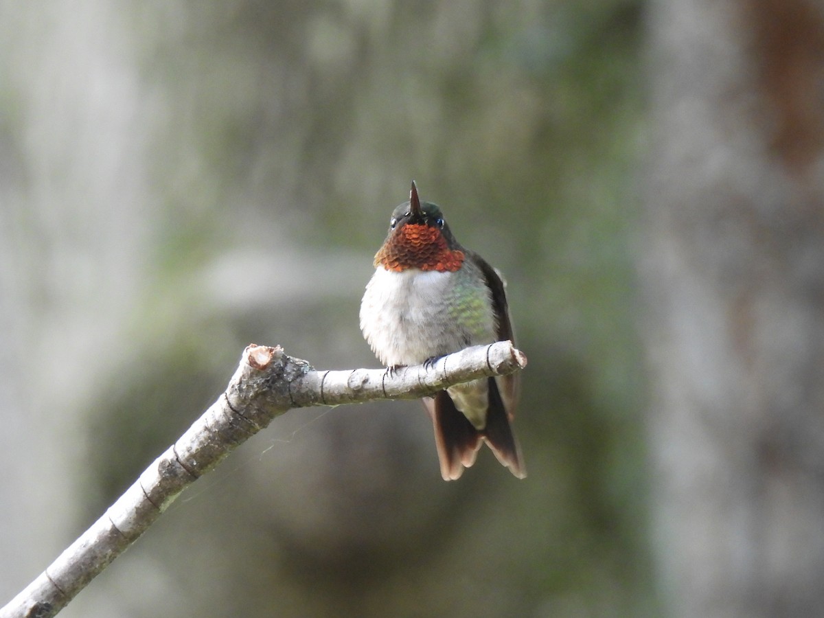 Ruby-throated Hummingbird - ML619514180