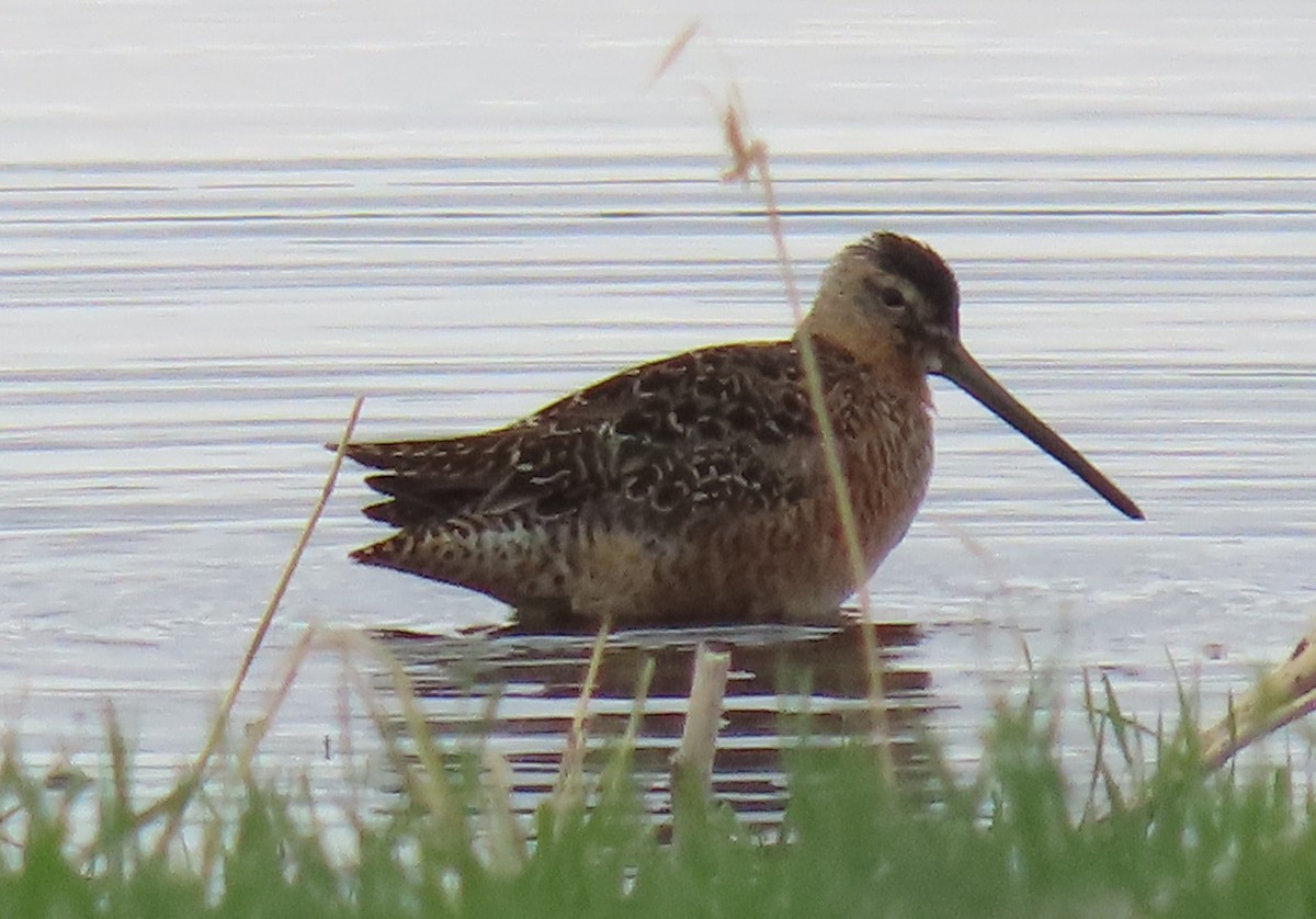 Long-billed Dowitcher - ML619514200