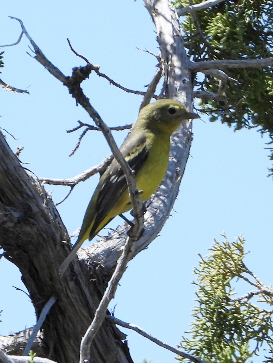 Western Tanager - ML619514201