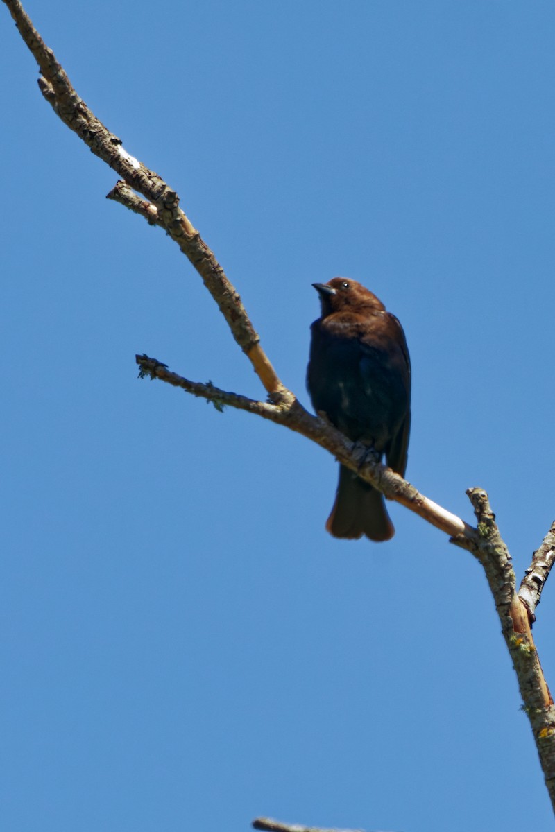 Brown-headed Cowbird - ML619514226