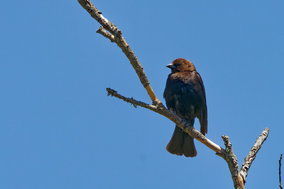 Brown-headed Cowbird - ML619514227