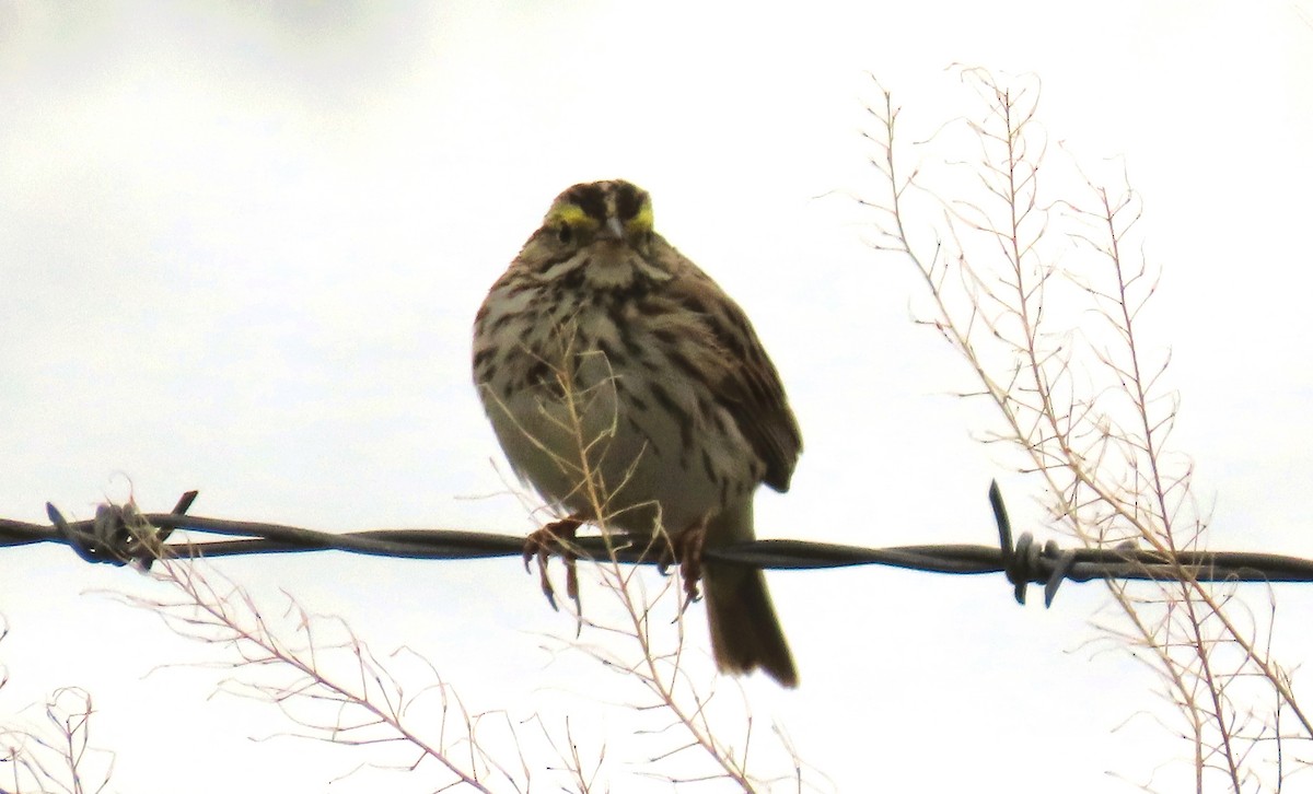 Savannah Sparrow - ML619514232