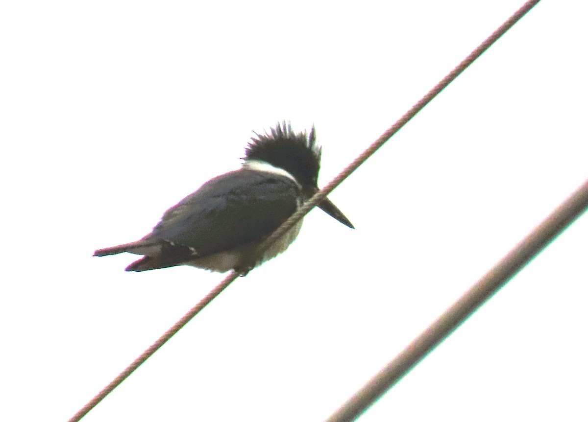 Belted Kingfisher - ML619514244