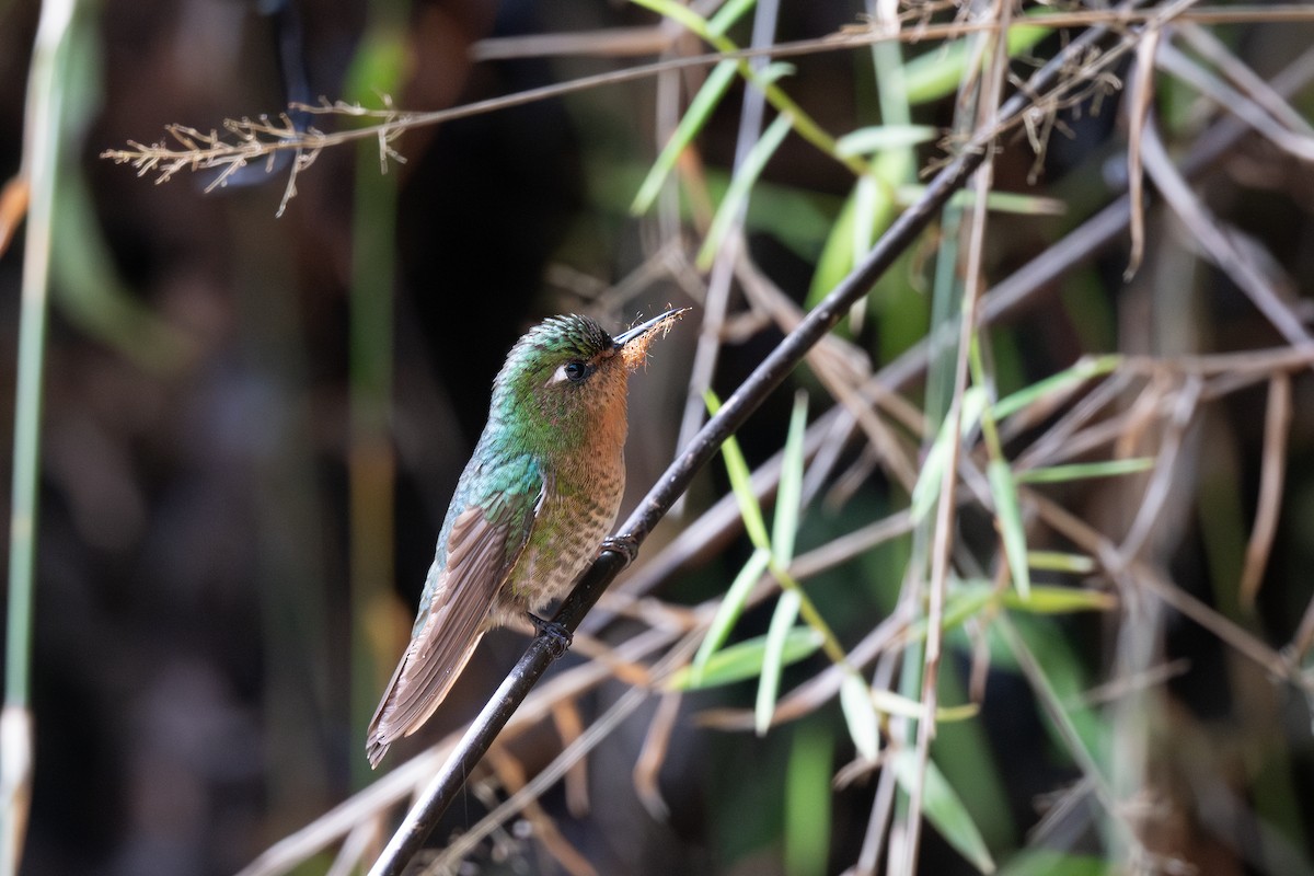 kolibřík dřišťálový - ML619514288