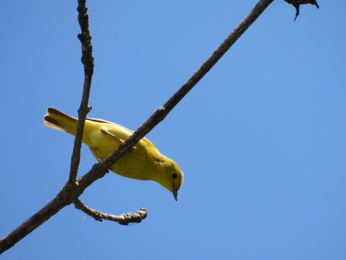 Yellow Warbler (Northern) - ML619514291