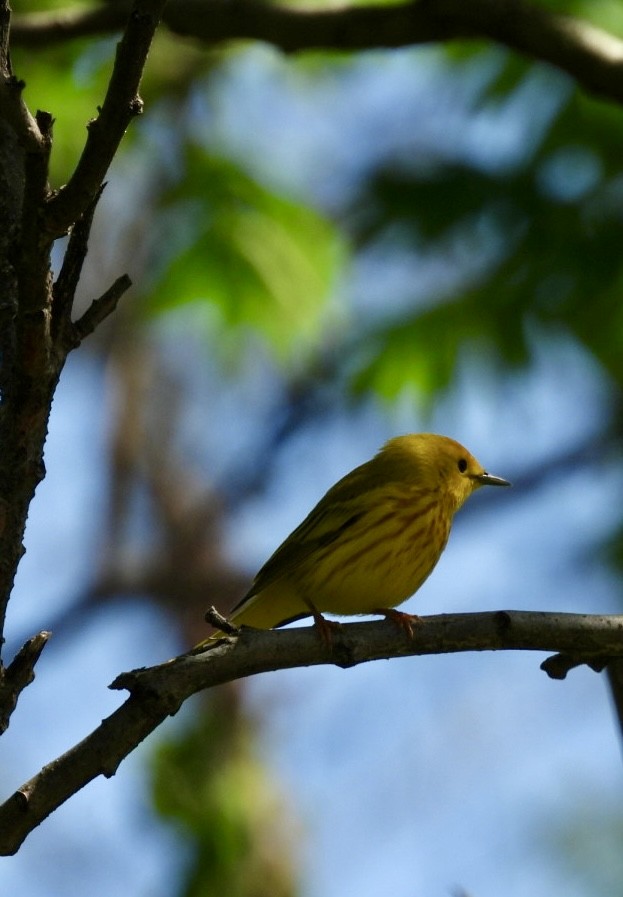 Yellow Warbler (Northern) - ML619514292