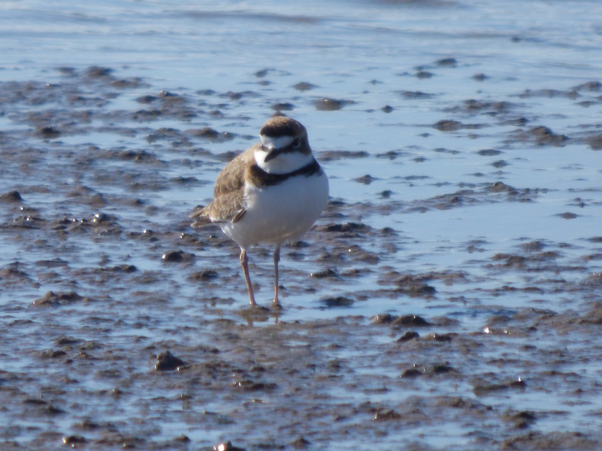 Collared Plover - ML619514296