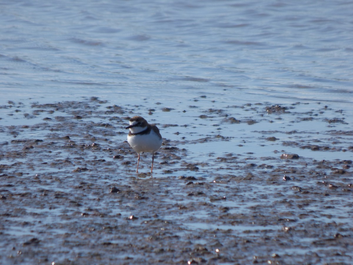 Collared Plover - ML619514297