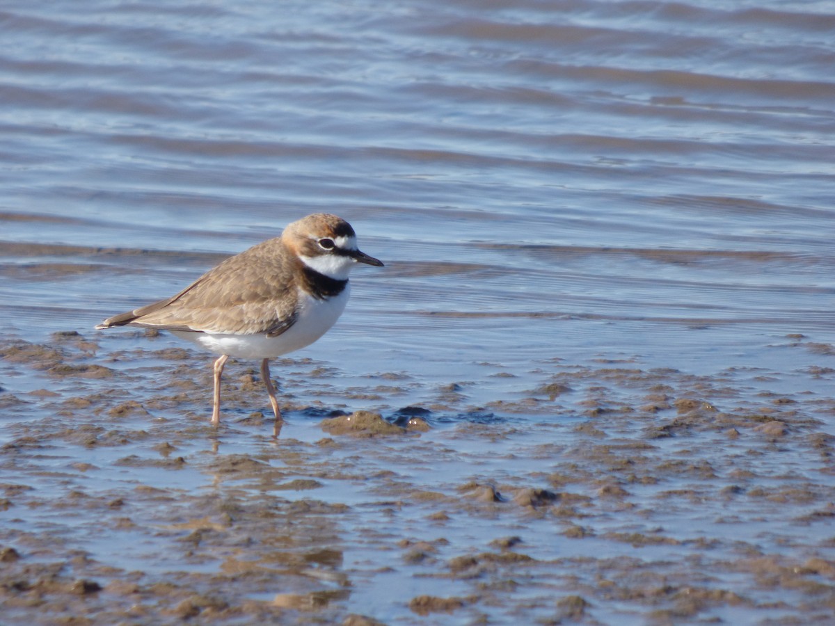 Collared Plover - ML619514302
