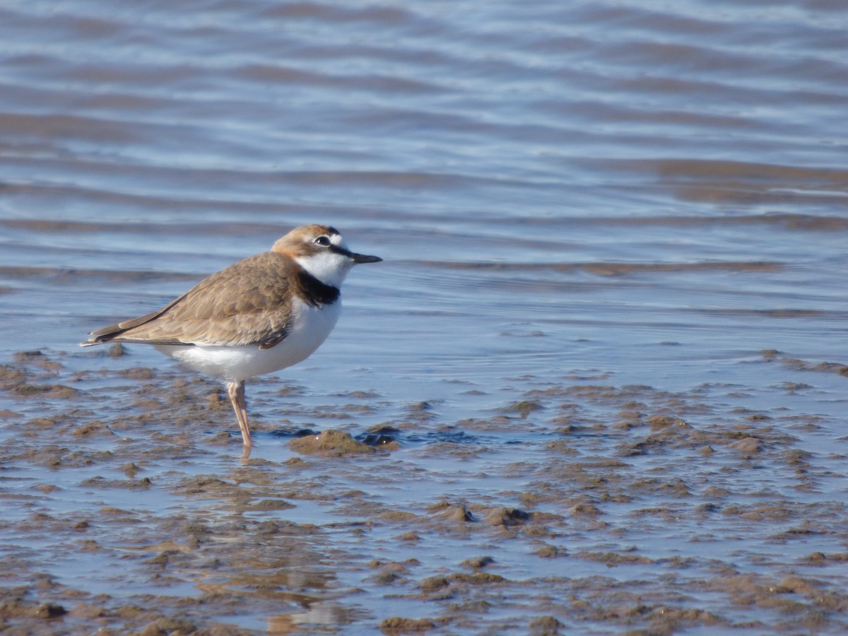Collared Plover - ML619514305