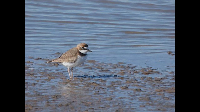 Collared Plover - ML619514309