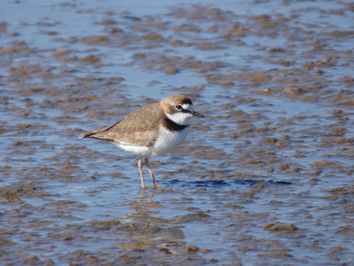 Collared Plover - ML619514318