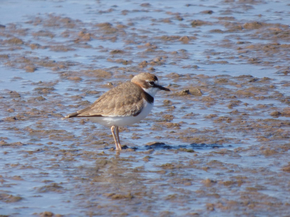 Collared Plover - ML619514320