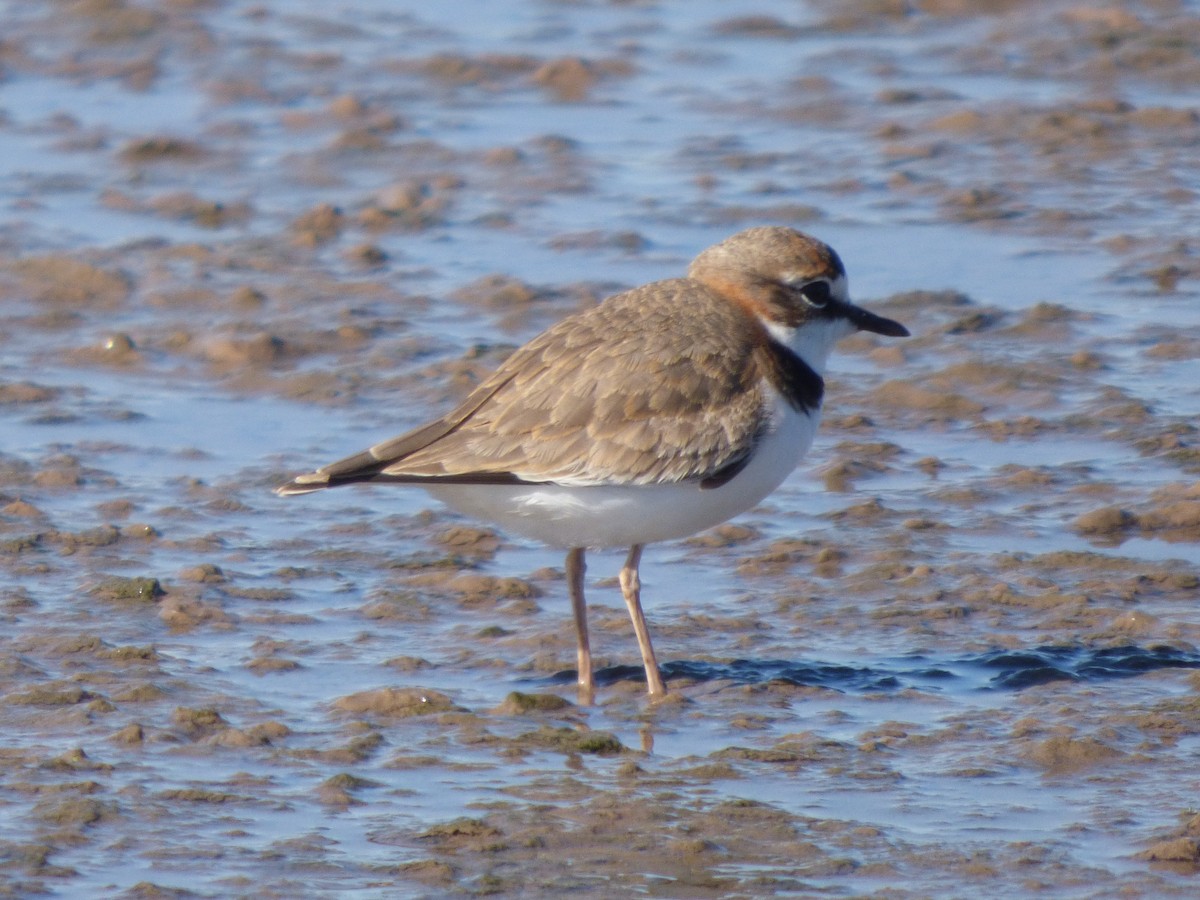 Collared Plover - ML619514324