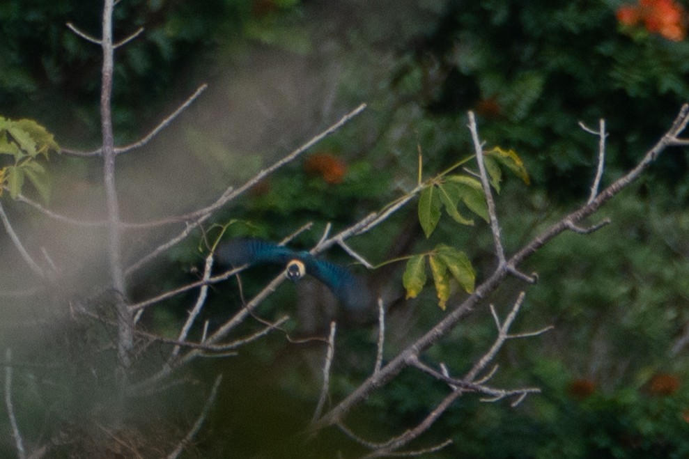 Melanesian Kingfisher - ML619514393