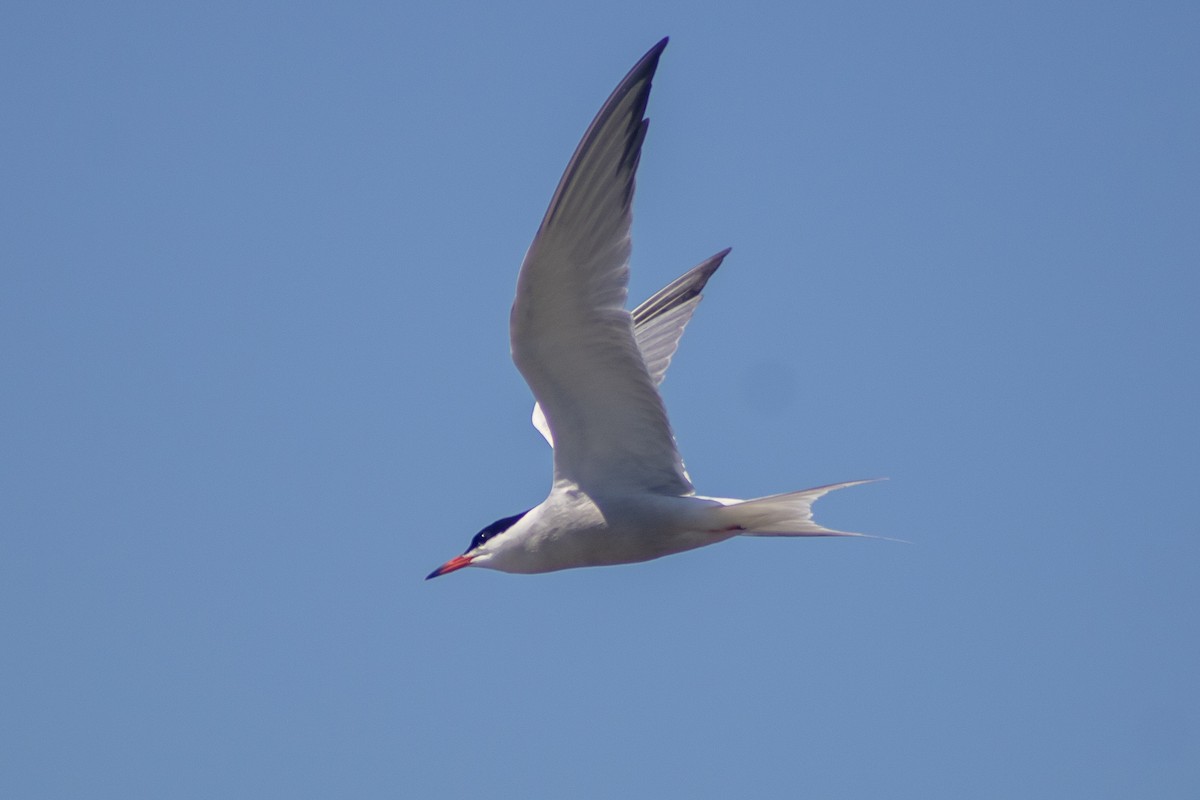 Common Tern - ML619514516