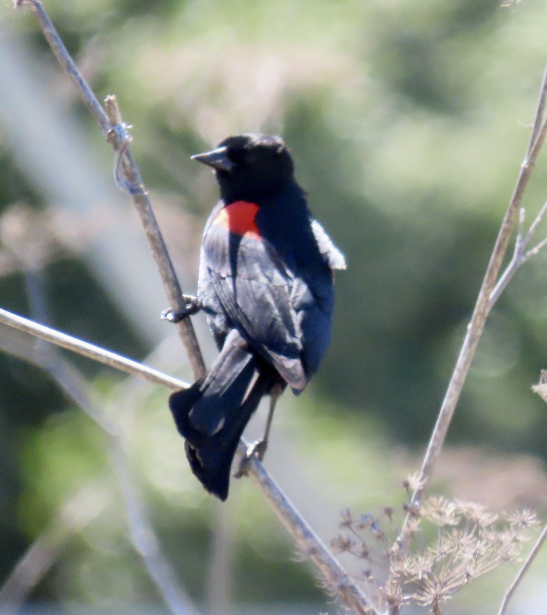 Red-winged Blackbird (California Bicolored) - ML619514521