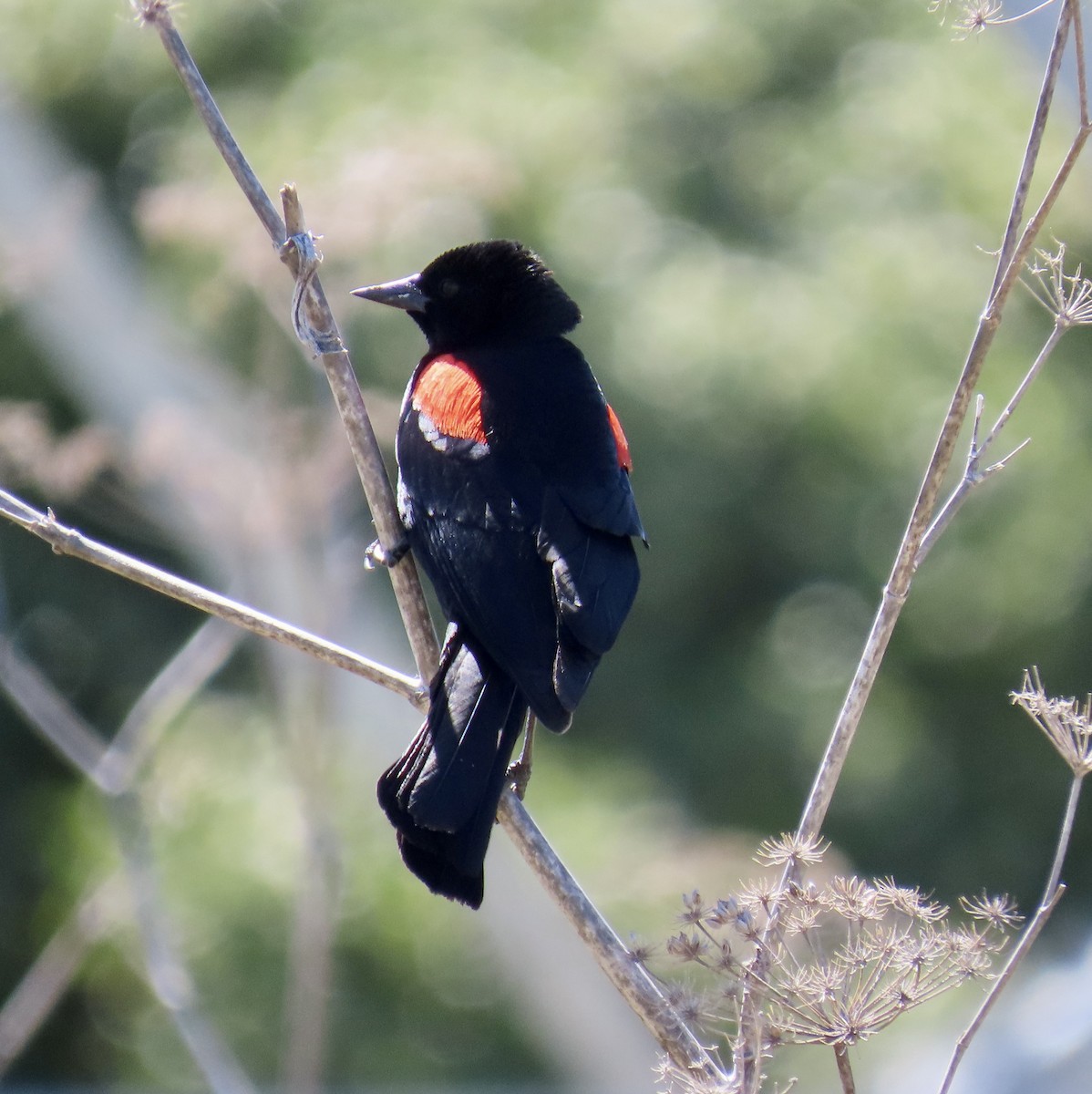 Red-winged Blackbird (California Bicolored) - ML619514523