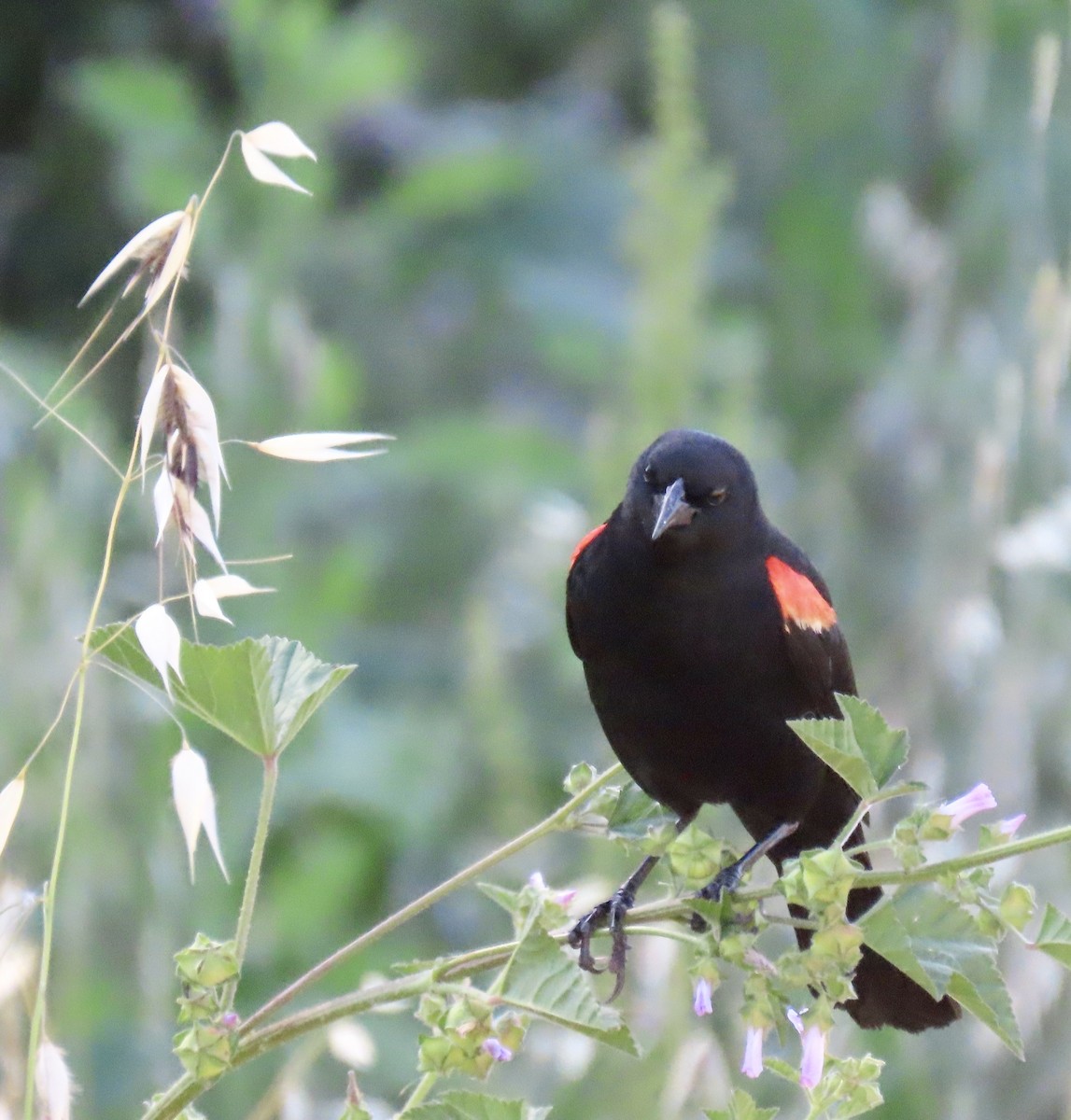 Red-winged Blackbird (California Bicolored) - ML619514525