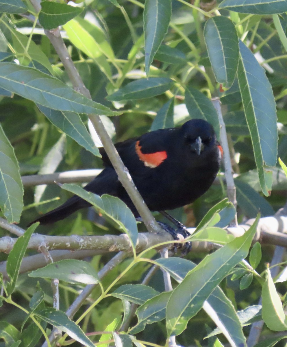 Red-winged Blackbird (California Bicolored) - ML619514526